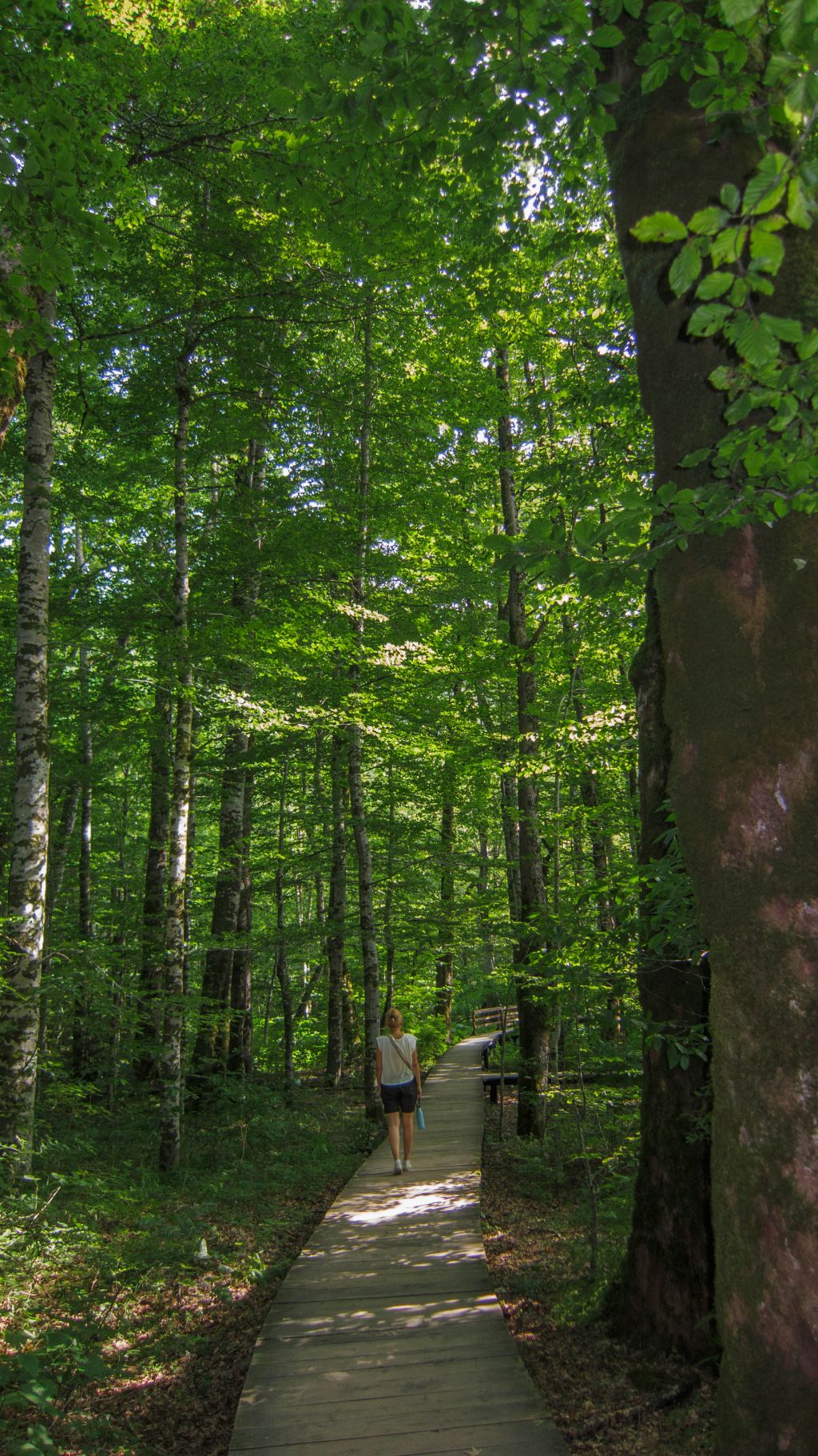 NP i prašuma Biogradska gora na Bjelasici