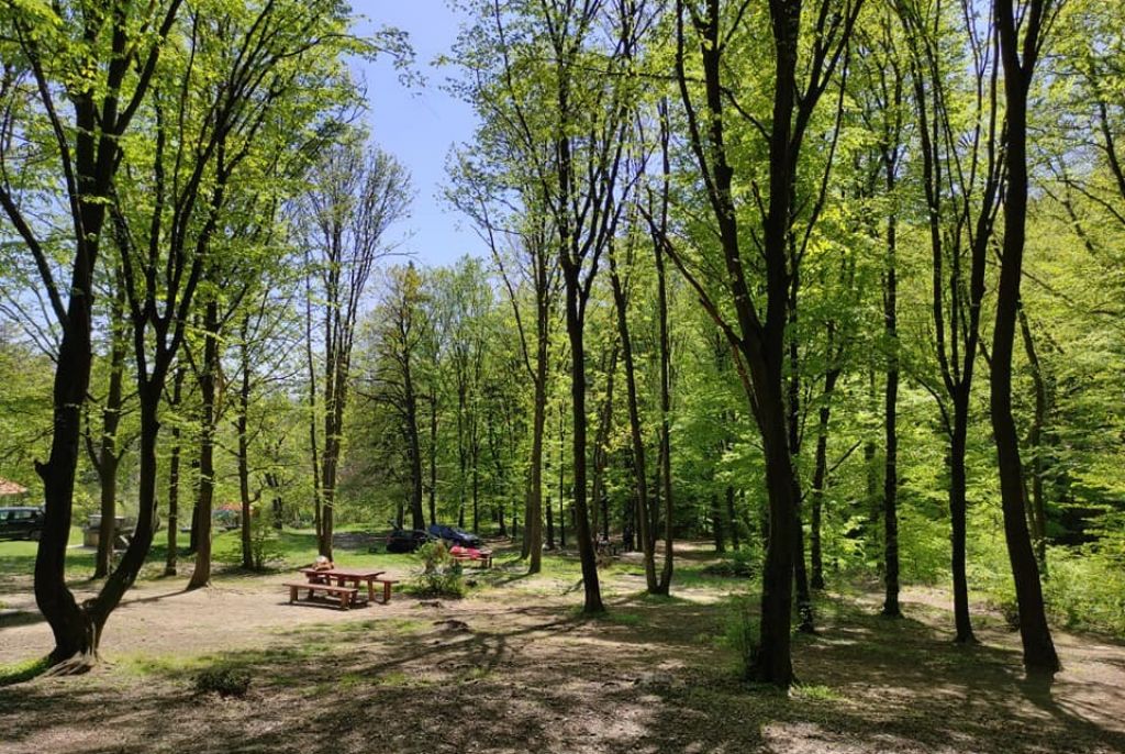 Čarapićev brest Avala